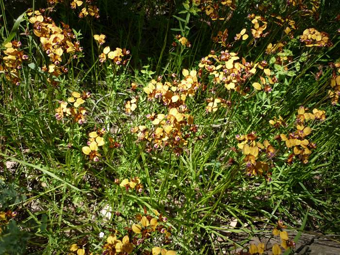 Diuris - orchidaceae_donkey_02.jpg